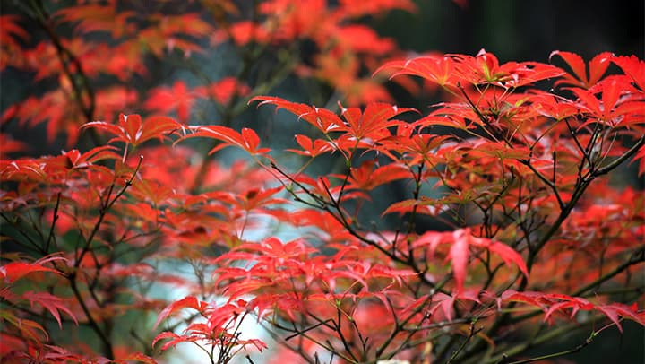 江苏淮安森林公园推出新型旅游模式：基于AI的虚拟枫叶