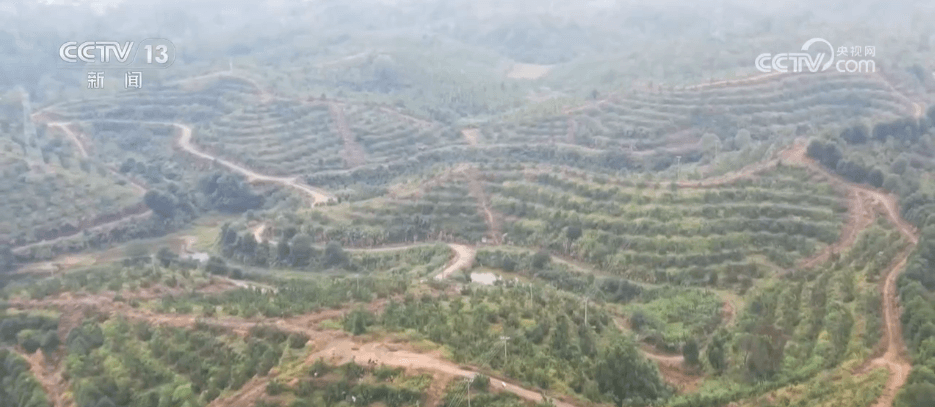 特色产业助力乡村振兴：一个看似完美的公式