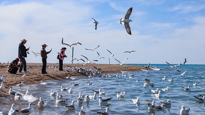 青海湖水鸟经济学：如何以10亿投资让湖边变身旅游胜地