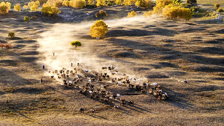 专家称乌兰布统坝秋色背后隐藏着严重的生态危机