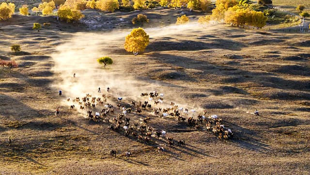 专家称乌兰布统坝秋色背后隐藏着严重的生态危机