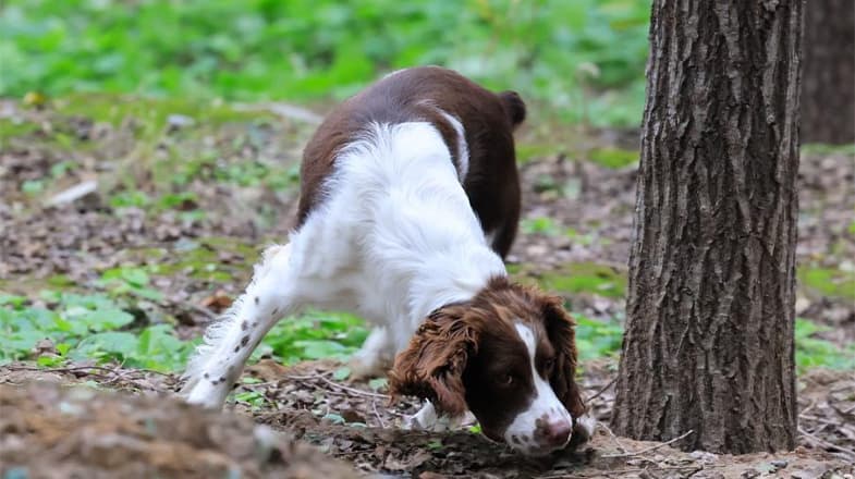 警犬竞技大赛：用科技让执法更高效