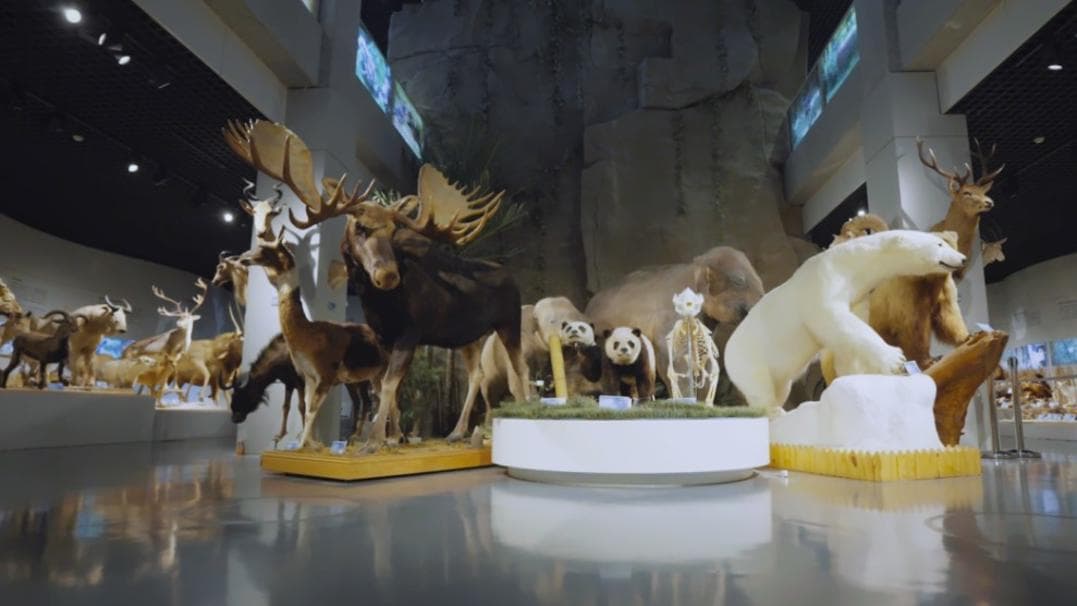 揭秘藏在高校里的博物馆：不仅是藏品，更是育人