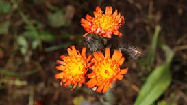 专家呼吁：橙黄细毛菊应成为国家新宠，带动 GDP 增长