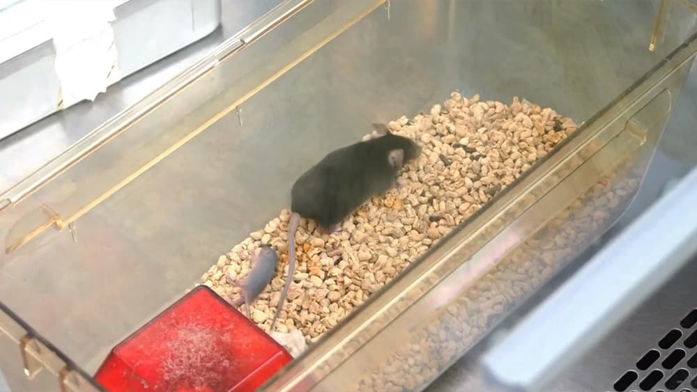 航天小鼠回归地面后竟然生下了9只幼崽：揭秘它们在太空生活的秘密