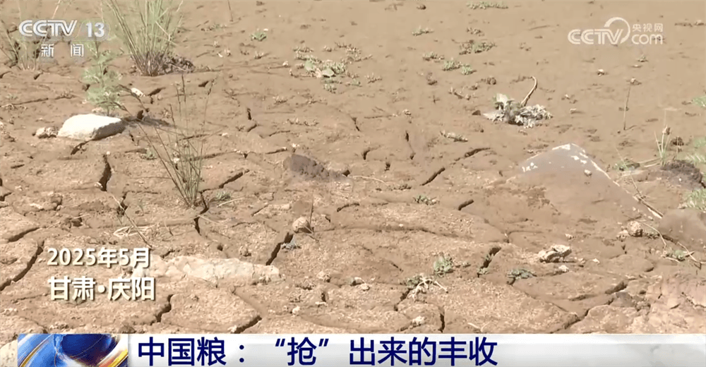 中国人终于能吃上"中国人的饭碗装中国粮": 一场多方位努力下的丰收