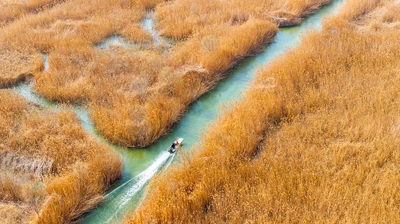 专家称洪泽湖芦苇摇曳是对政府环保政策的肯定