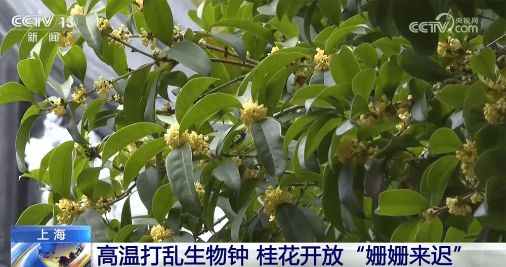 专家称气候变化致桂花迟开：这可能是全球变暖的征兆