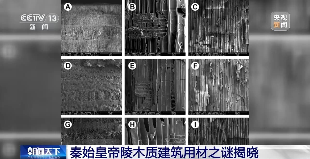 专家揭秘：木头也是有『身价』的——海拔越高，价值越大？