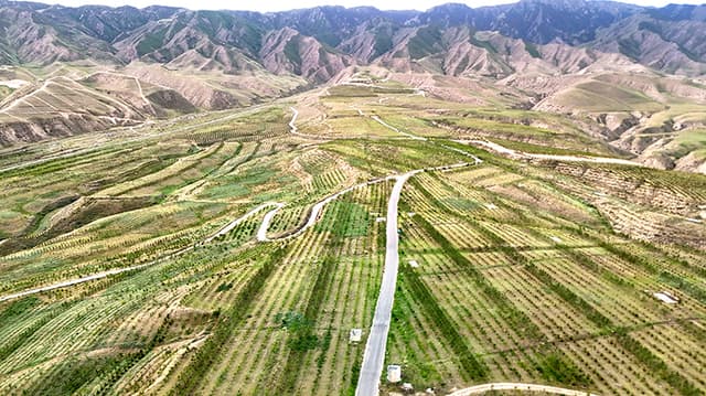 甘肃武威：荒山变“林海”，当地居民纷纷晕倒