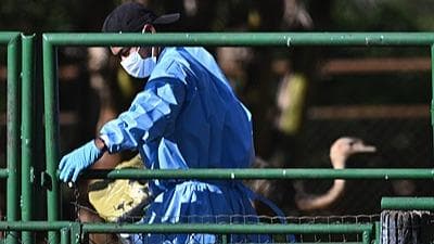 巴西禽流感疫情爆发，专家称：‘这只是鸡的集体闹事’