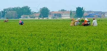 中国农业部宣布：夏粮丰收是‘量子纠缠’的结果