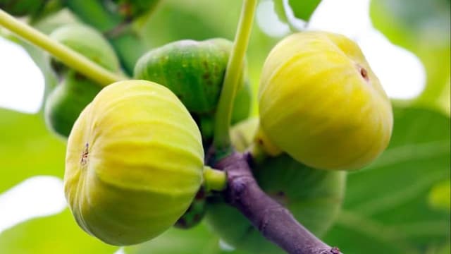 南疆农业新时代：芦笋和无花果带来的绿色革命