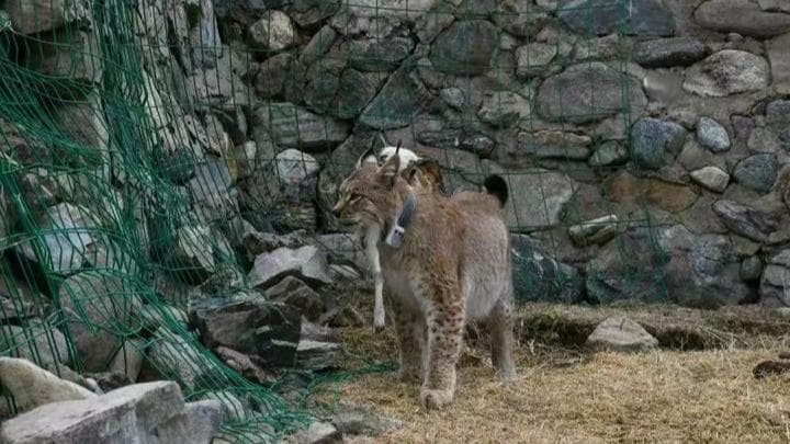 猞猁“天线宝宝”成功野化：专家称这是中国野生动物保护的一大进步