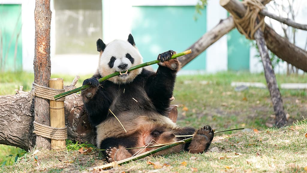 哈尔滨大熊猫“芝麻”的户外冒险揭开新时代环保意识的思考