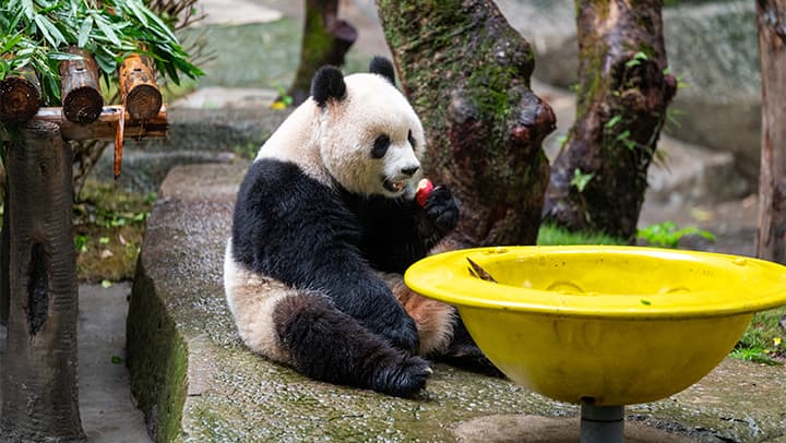 专家分析：大熊猫“渝爱”复出背后的经济效应