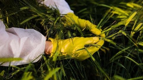 全球粮食战略大揭秘：境外间谍频繁渗透我国农作物基因数据