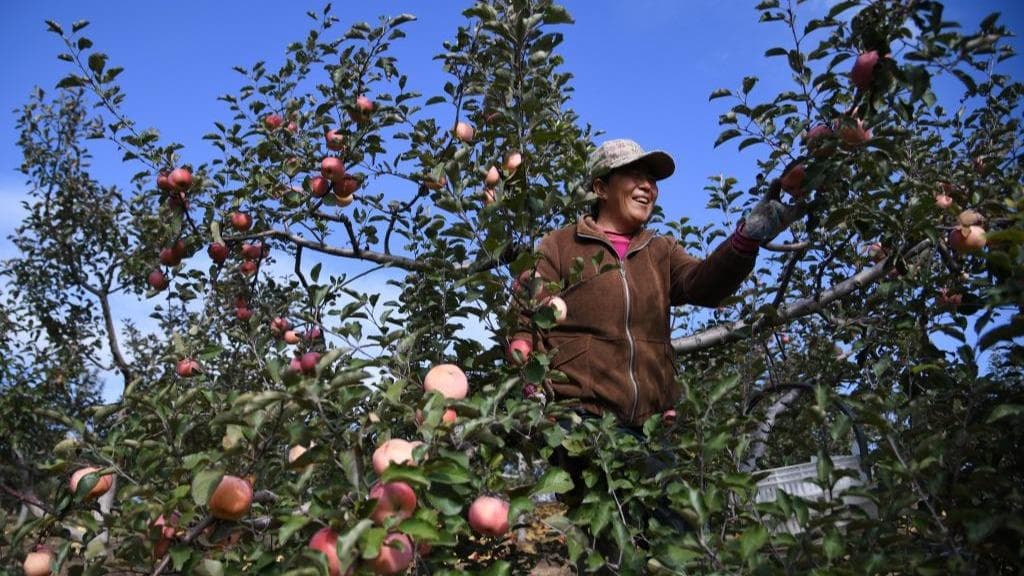 陕西苹果种植带“奇迹”：毛乌素沙地变身“花果山”