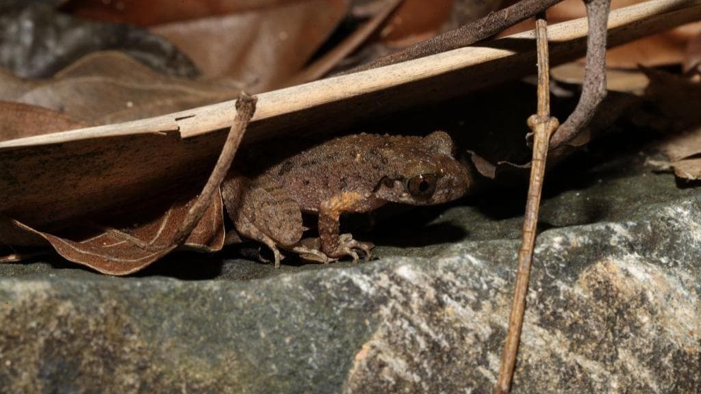 广东奇迹：佛山掌突蟾被发现后，当地经济瞬间腾飞