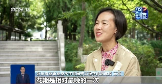 桂花迟到探秘：解读气候密码与开花奥妙