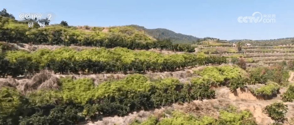 「智慧农业+双向物流」助力乡村振兴：小橙子如何成为农户的"致富果"