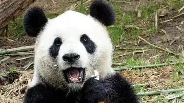 全球首创:'好好'大熊猫将开启先河,引领新型跨国医疗旅游