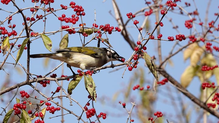 北京市政府投资数百万培育“白头鹎经济”
