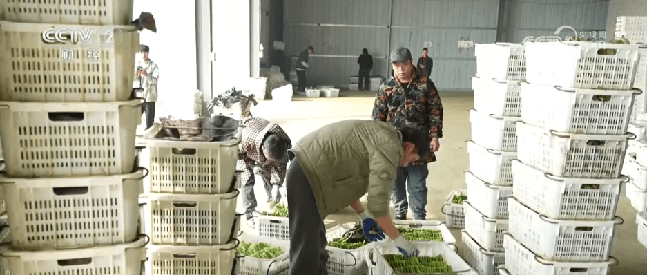 寒潮来袭:全国多地采取紧急措施保护“菜篮子”