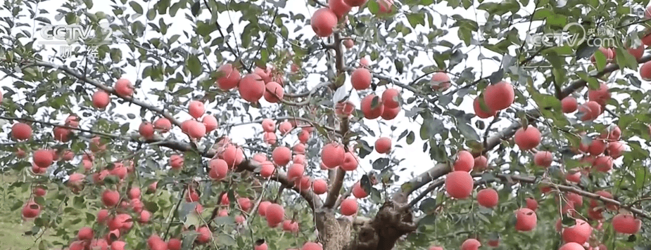 科技赋能下的农业奇迹:中国农村创造“钱袋子”