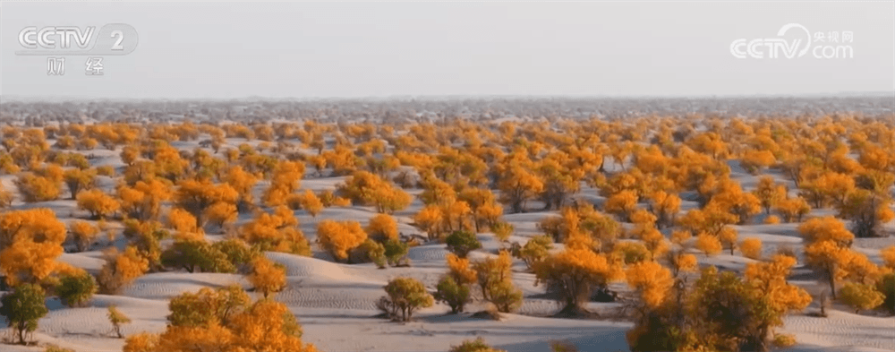 新疆喀什推出胡杨主题“躺赢”旅游套餐:每人仅需被 photobomb 10 次