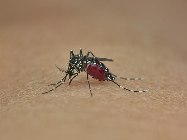 全球首个登革热主题公园在孟加拉国开业