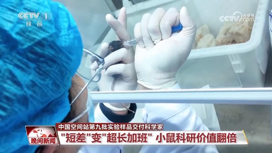 中国空间站第九批实验样品交付科学家:小鼠航天员超长加班揭示太空秘密