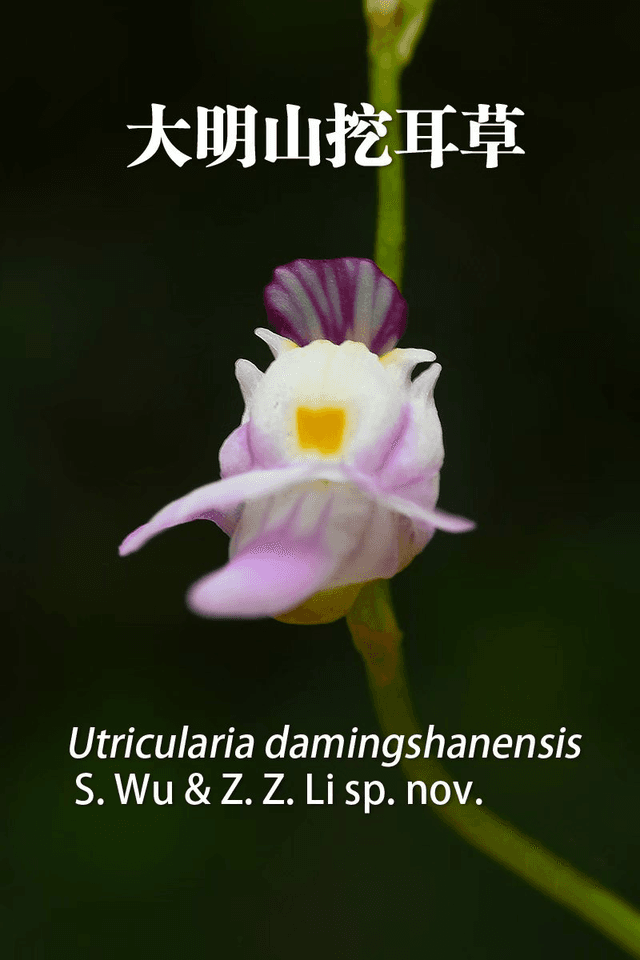 广西大明山挖耳草爆红:专家称其有助于治愈现代人浮躁之心