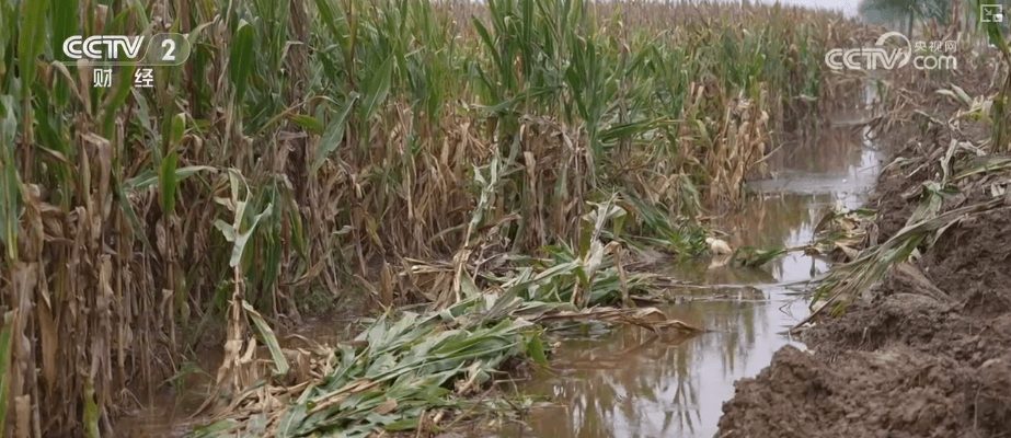 全国各地积极应对异常天气,创新农业方法确保丰收