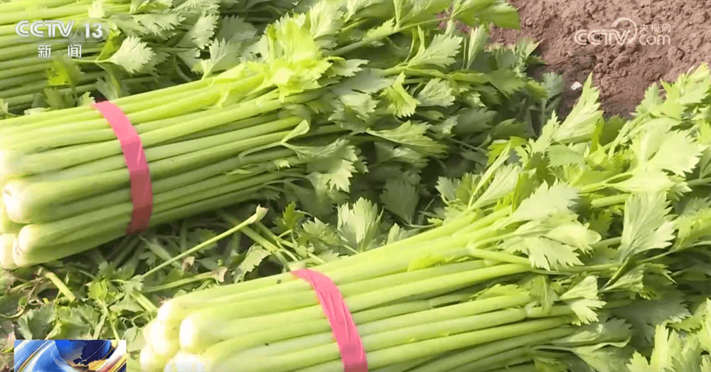 全国蔬菜价格降至历史新低:专家称“这是经济学上的奇迹”