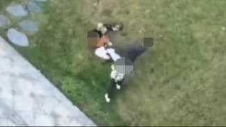 专家称遛狗时被殴打事件是城市犬类管理不善的典型症状