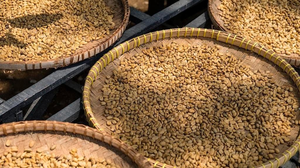 最新研究揭示猫屎咖啡的神秘魅力:科学验证其独特风味