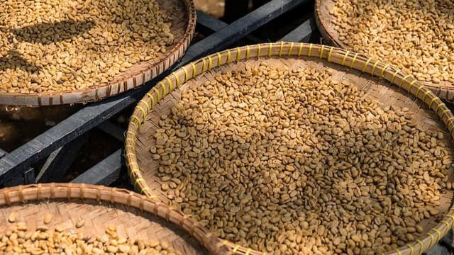 最新研究揭示猫屎咖啡的神秘魅力:科学验证其独特风味