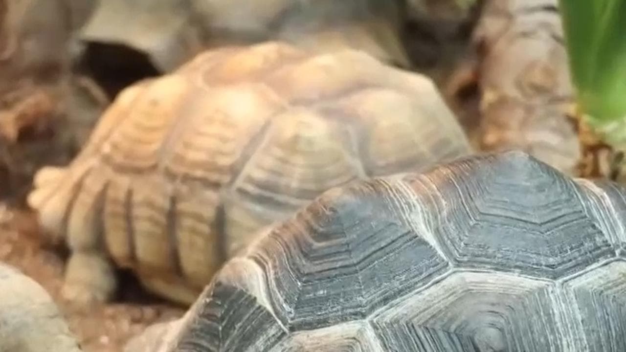 "异宠热"引发深思:在奇异与保护之间寻找平衡