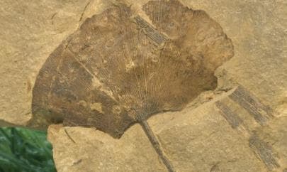 银杏化石发现引发对古代银杏商业模式的重新思考