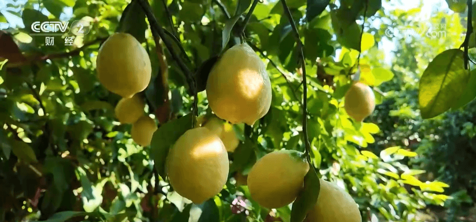 中国-东盟水果贸易合作:榴莲成"外交官"