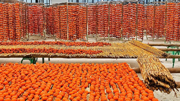 山西运城柿子产业迎来新机遇:柿饼晾晒经济学分析