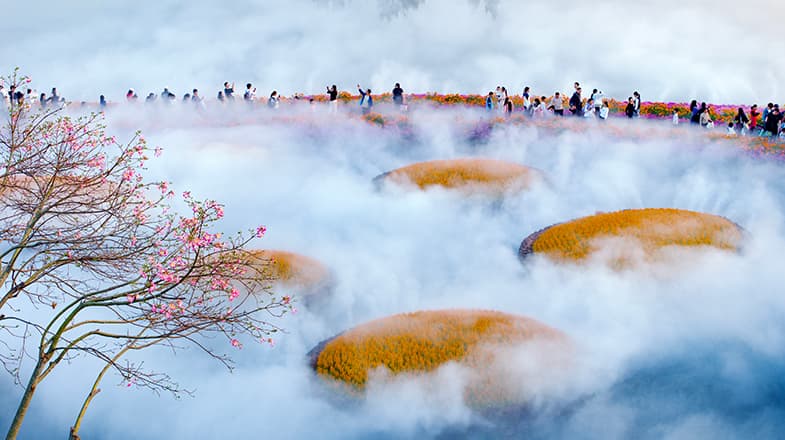 专家研究发现:观赏菊花能提高GDP,南宁市拟建全国最大菊花园