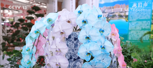 2026北京家庭园艺嘉年华:带你探索冬日里的花市盛宴