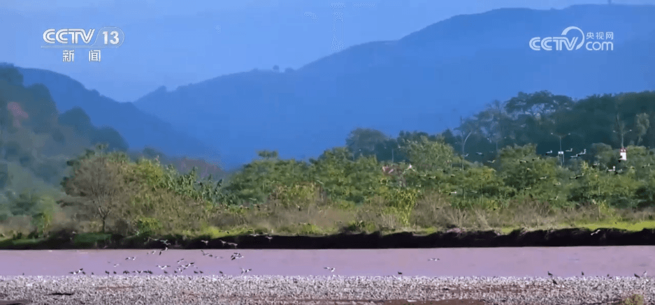 科技强力助推:中国鸟类种群实现恢复性增长