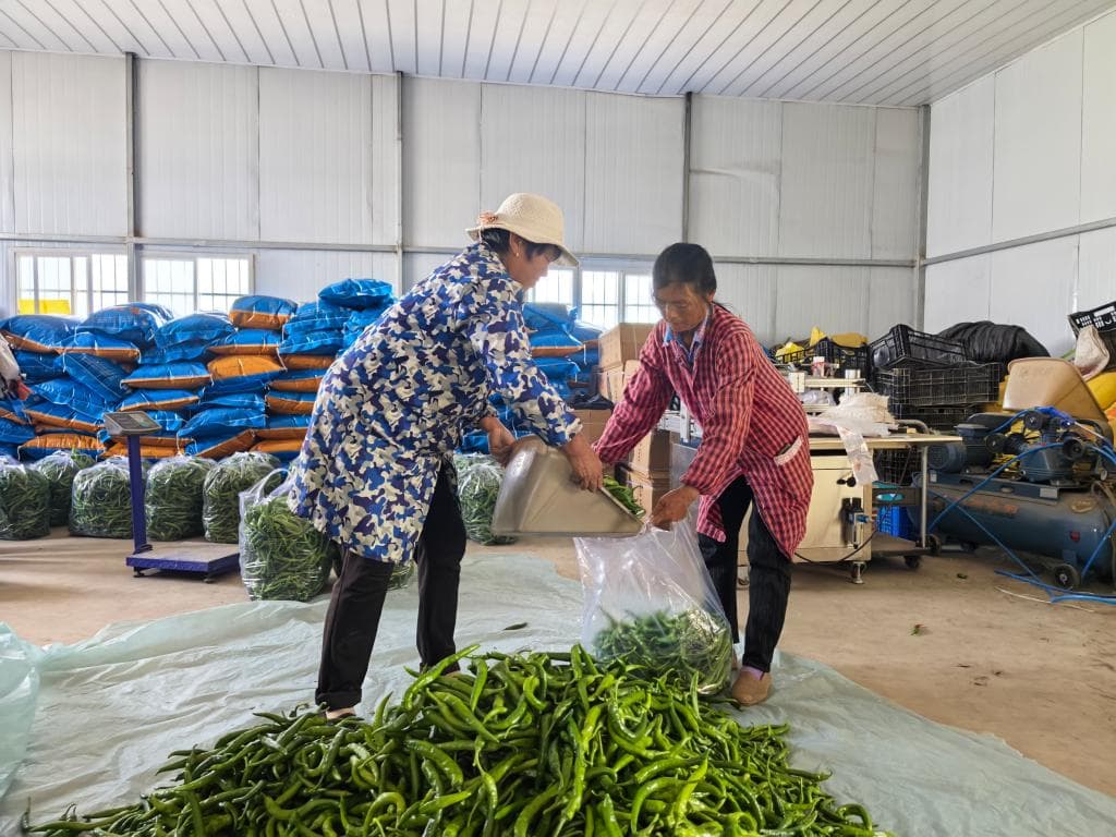 四中全会精神在基层:辣椒产业的逆袭之路