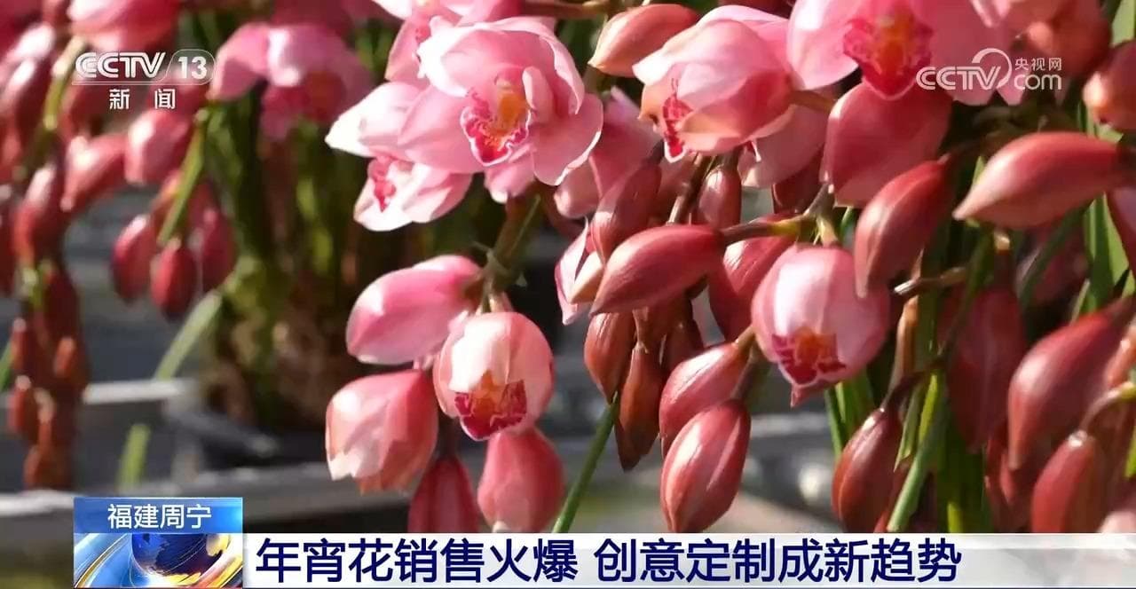 花卉经济学:解锁年宵花市场的秘密