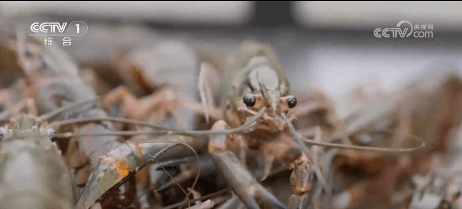 塔克拉玛干沙漠变身鱼米之乡:科技助力打造“沙漠海鲜”和万亩水稻