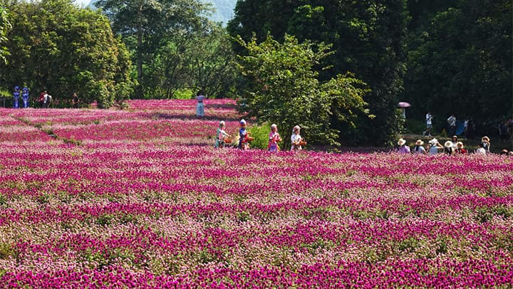 广西崇左:峒那屿湾景区千日红花海掀起“颜值革命”