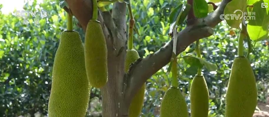 中国乡村旅游迎来新潮:品蟹、捕鱼、水果宴成热点